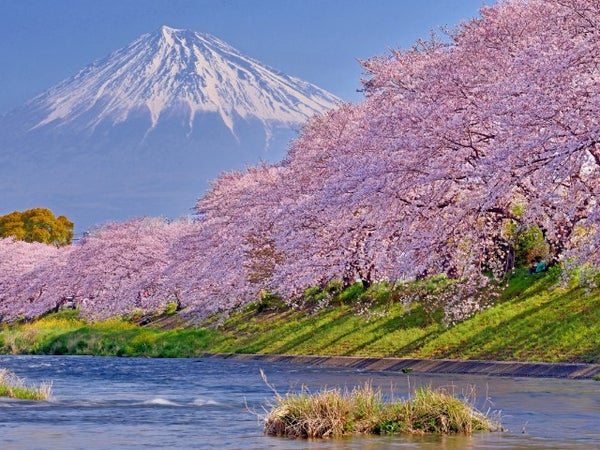 ■【静岡】桜舞う春のグルメ旅!富士山×桜の名所「龍巌淵」&贅沢なW食べ放題!“海鮮浜焼き食べ放題”&“いちご狩り食べ放題” 1